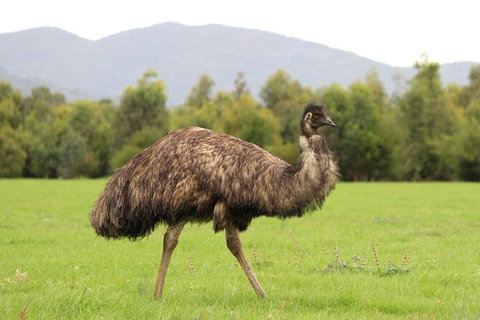 Koalas And Kangaroo In The Wild Tour From Melbourne - Accommodation Mooloolaba 29
