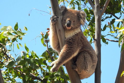 Koalas And Kangaroo In The Wild Tour From Melbourne - Accommodation Mooloolaba 31