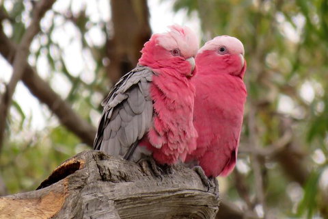 Koalas And Kangaroo In The Wild Tour From Melbourne - Accommodation Mooloolaba 35