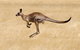 Koalas And Kangaroo In The Wild Tour From Melbourne - thumb 26