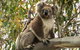 Koalas And Kangaroo In The Wild Tour From Melbourne - thumb 34