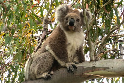 Koalas And Kangaroo In The Wild Tour From Melbourne - Accommodation Mooloolaba 34