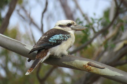 Koalas And Kangaroo In The Wild Tour From Melbourne - Accommodation Mooloolaba 33