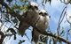 Koalas And Kangaroo In The Wild Tour From Melbourne - thumb 36