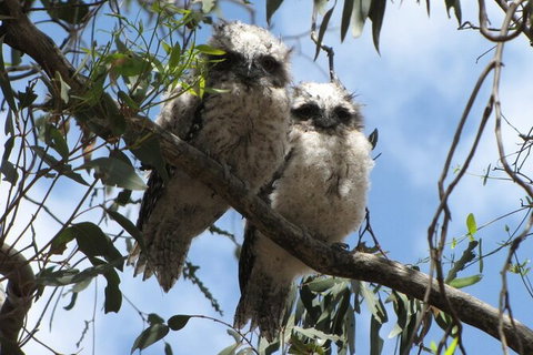 Koalas And Kangaroo In The Wild Tour From Melbourne - Accommodation Mooloolaba 36