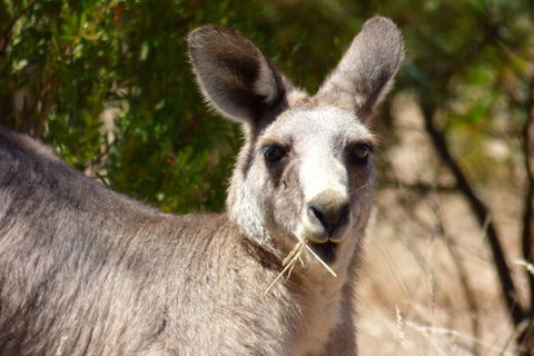 Koalas And Kangaroo In The Wild Tour From Melbourne - Accommodation Mooloolaba 32