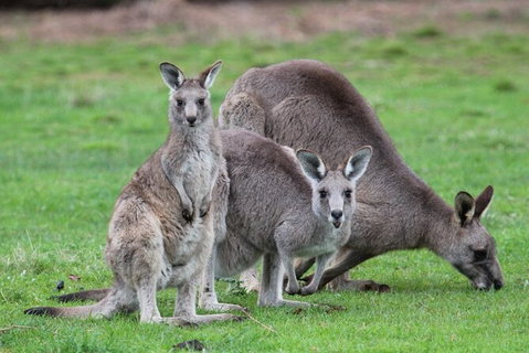 Koalas And Kangaroo In The Wild Tour From Melbourne - Accommodation Mooloolaba 38