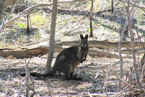 Koalas And Kangaroo In The Wild Tour From Melbourne - Accommodation Mooloolaba 37