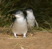 Express Expedition to Phillip Island Penguin Wildlife Encounter Evening Tour - Accommodation Mooloolaba