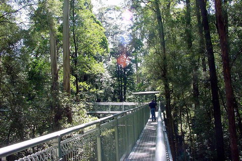 12 Apostles And Otway Fly Zipline Day Trip From Melbourne - Accommodation Mooloolaba 10