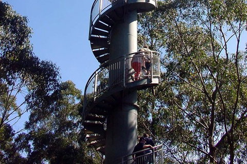 12 Apostles And Otway Fly Zipline Day Trip From Melbourne - Accommodation Mooloolaba 13