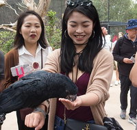 Puffing Billy Moonlit Sanctuary  Penguins Day Tour - Accommodation Mooloolaba