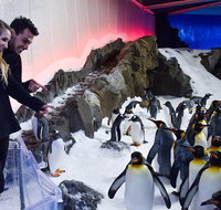Penguin Passport at SEA LIFE Melbourne Aquarium - Accommodation Mooloolaba