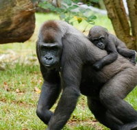 Melbourne Zoo General Entry Ticket - Accommodation Mooloolaba