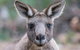 Small-Group Grampians Great Wilderness Escape Day Trip With Hiking - thumb 5