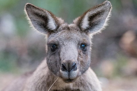 Small-Group Grampians Great Wilderness Escape Day Trip With Hiking - Accommodation Mooloolaba 5
