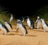 Phillip Island Penguin Parade Express Tour from Melbourne - Accommodation Mooloolaba