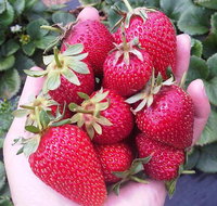 Mornington Peninsula including Strawberry Farm Day Tour from Melbourne - Accommodation Mooloolaba