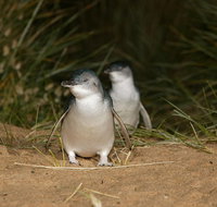 Full-Day Penguin Parade and Melbourne City Tour From Melbourne - Accommodation Mooloolaba