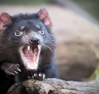 Port Arthur and Tassie Devils Active Day Tour from Hobart - Accommodation Mooloolaba