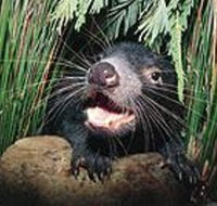 Hobart Shore Excursion Half Day Bonorong Wildlife Park with Richmond Tour - Accommodation Mooloolaba