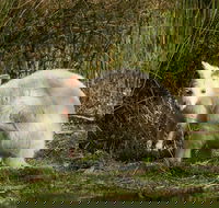 Bruny Island premium private photo-oriented day tour from Hobart - Accommodation Mooloolaba