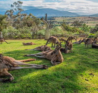 Shore Excursion Hobart's Best In Half A Day - Accommodation Mooloolaba