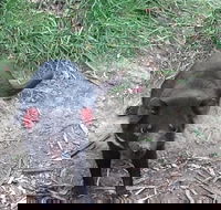 South East Food Sightseeing Private Tour with the Tasmanian Devil Unzoo - Accommodation Mooloolaba