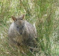 Leven Canyon Day Trip Including Wings Wildlife Park or Gunns Plains Caves from Devonport Ulverstone or Burnie - Accommodation Mooloolaba