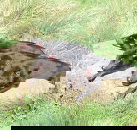 Day Keeper Tour - Accommodation Mooloolaba