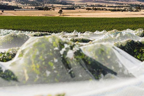 A Sommelier Guided Tour: Thursday Afternoon Wine Gin Cheese & Cocktails - Accommodation Mooloolaba 5