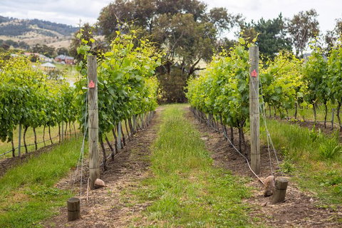 A Sommelier Guided Tour: Thursday Afternoon Wine Gin Cheese & Cocktails - Accommodation Mooloolaba 3