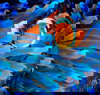 5-Day Best of Cairns with Daintree Kuranda and Great Barrier Reef - Accommodation Mooloolaba