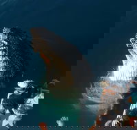 Hervey Bay Whale Watching Experience - Accommodation Mooloolaba