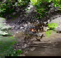 Whitsunday Crocodile Safari including Lunch - Accommodation Mooloolaba