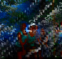 Daintree Rainforest Night Walk from Cape Tribulation - Accommodation Mooloolaba