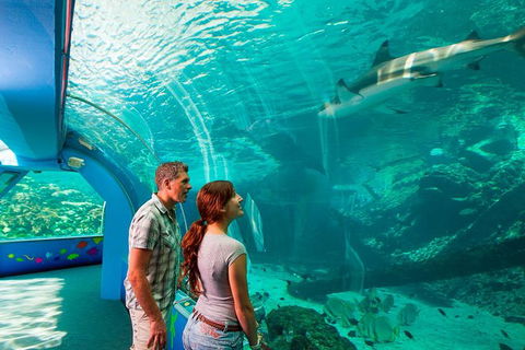 Reef HQ Great Barrier Reef Aquarium General Entry Ticket - Accommodation Mooloolaba 1