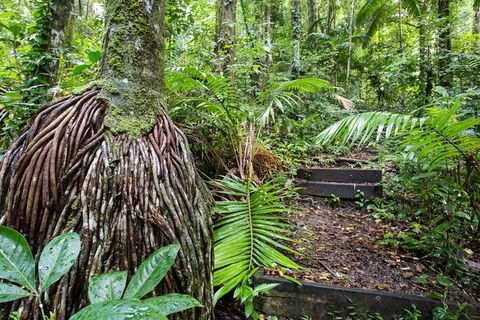 Whitsundays Tropical Rainforest, Waterfalls And Airlie Beach Eco Experience - Accommodation Mooloolaba 7