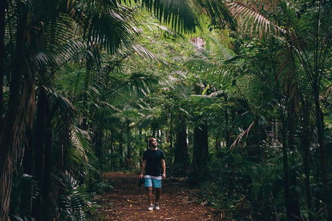 Whitsundays Tropical Rainforest, Waterfalls And Airlie Beach Eco Experience - Accommodation Mooloolaba 5