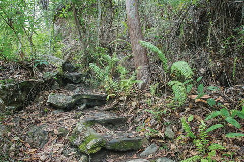 Whitsundays Tropical Rainforest, Waterfalls And Airlie Beach Eco Experience - Accommodation Mooloolaba 16
