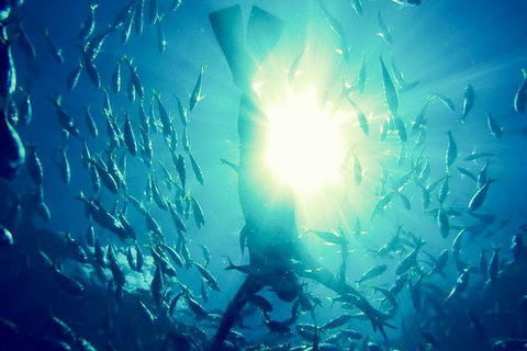 2-Day Whitsundays Sailing Adventure: SV Whitehaven - Accommodation Mooloolaba 9