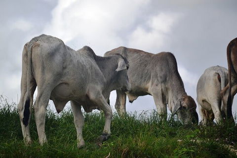 Daintree River Cruise - Accommodation Mooloolaba 6