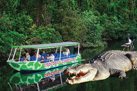 Daintree River Cruise - Accommodation Mooloolaba 7