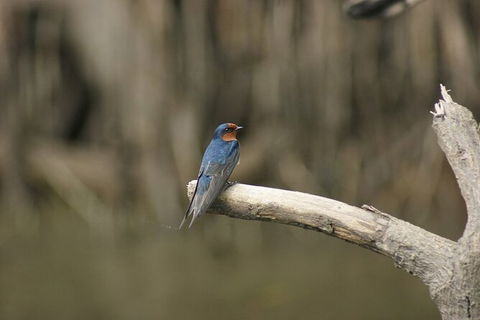 Daintree River Cruise - Accommodation Mooloolaba 8