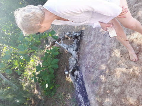 Afternoon Low Isles Snorkeling And Sailing Cruise From Port Douglas - Accommodation Mooloolaba 2