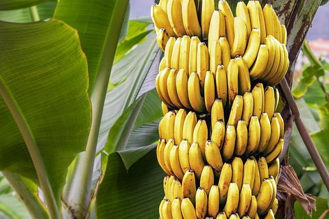 Atherton Tablelands Small-Group Food & Wine Tasting Tour From Port Douglas - Accommodation Mooloolaba 28