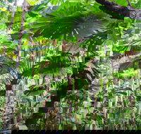 Cape Tribulation Daintree Rainforest and Wildlife Tour - Accommodation Mooloolaba