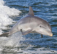 Noosa Oceanrider Scenic Dolphin Safari - Accommodation Mooloolaba