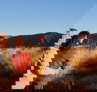 Uluru Sunrise and Kata Tjuta Half Day Trip - Accommodation Mooloolaba