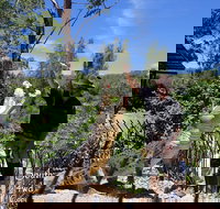 Private Shoalhaven Zoo Experience from Sydney - Accommodation Mooloolaba